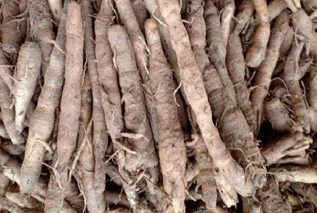 Khám phá hình ảnh cây sâm cau đen