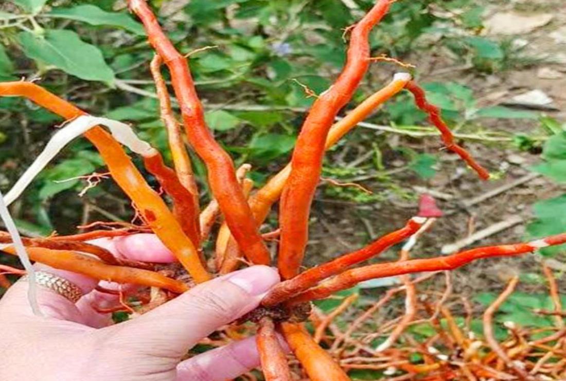 Tìm hiểu hình ảnh cây sâm cau đỏ