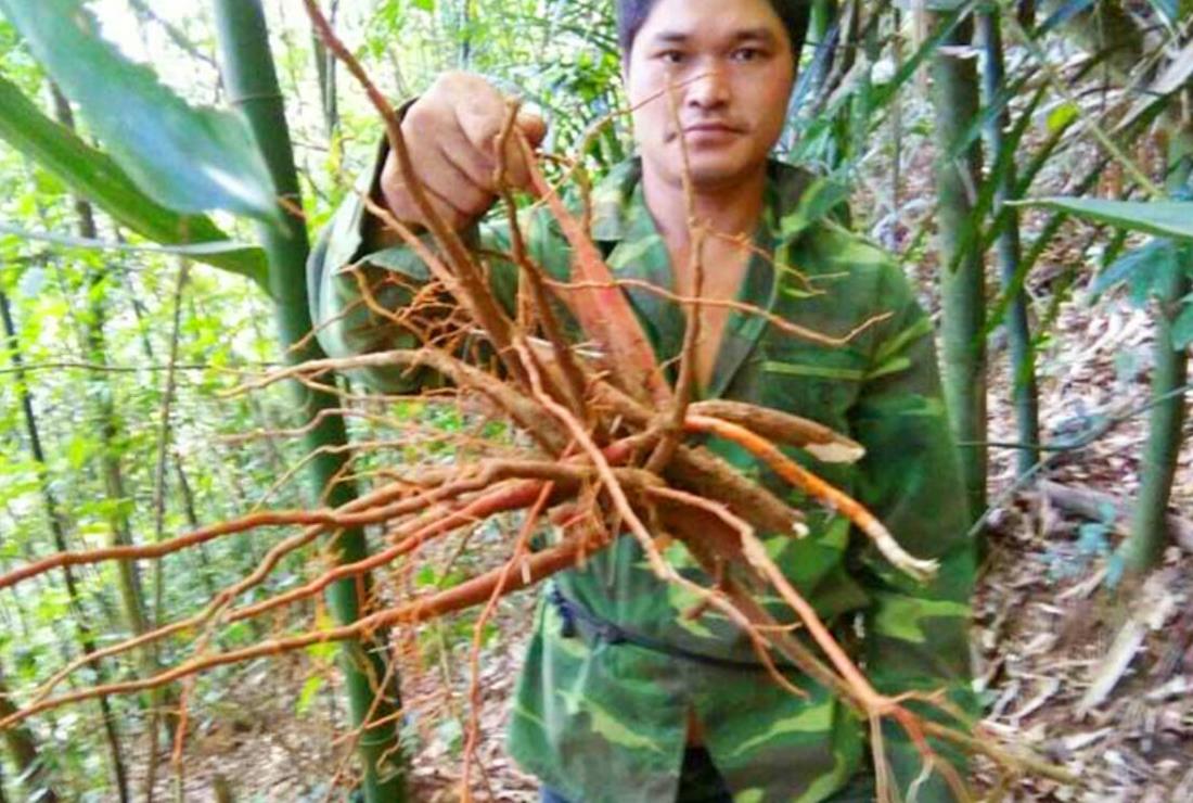 Tìm hiểu hình ảnh cây sâm cau đỏ