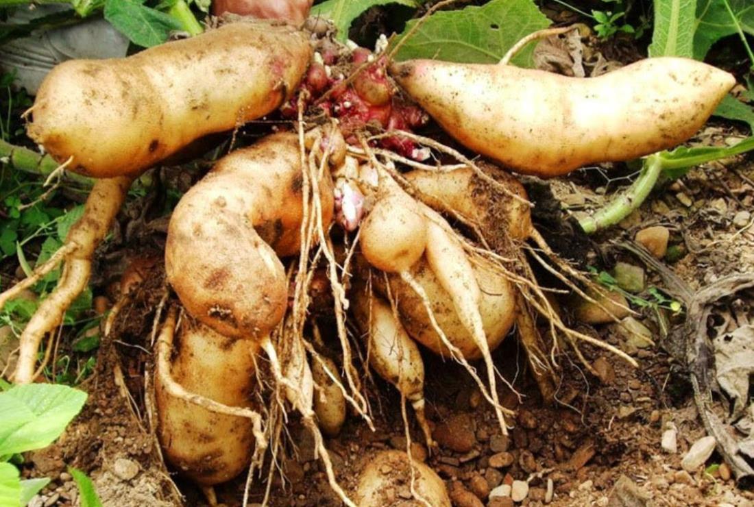 Bộ sưu tập hình ảnh củ sâm đất