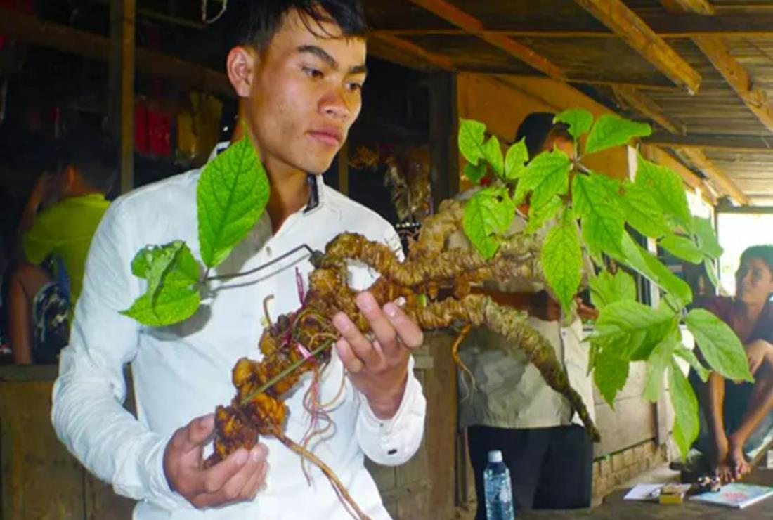 Khám phá hình ảnh cây sâm Ngọc Linh