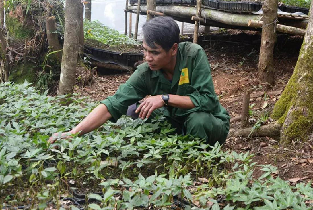 Khám phá hình ảnh cây sâm Ngọc Linh