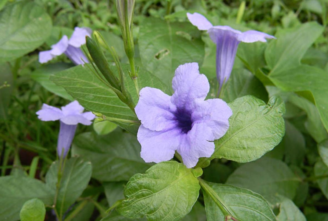 Sâm tanh tách