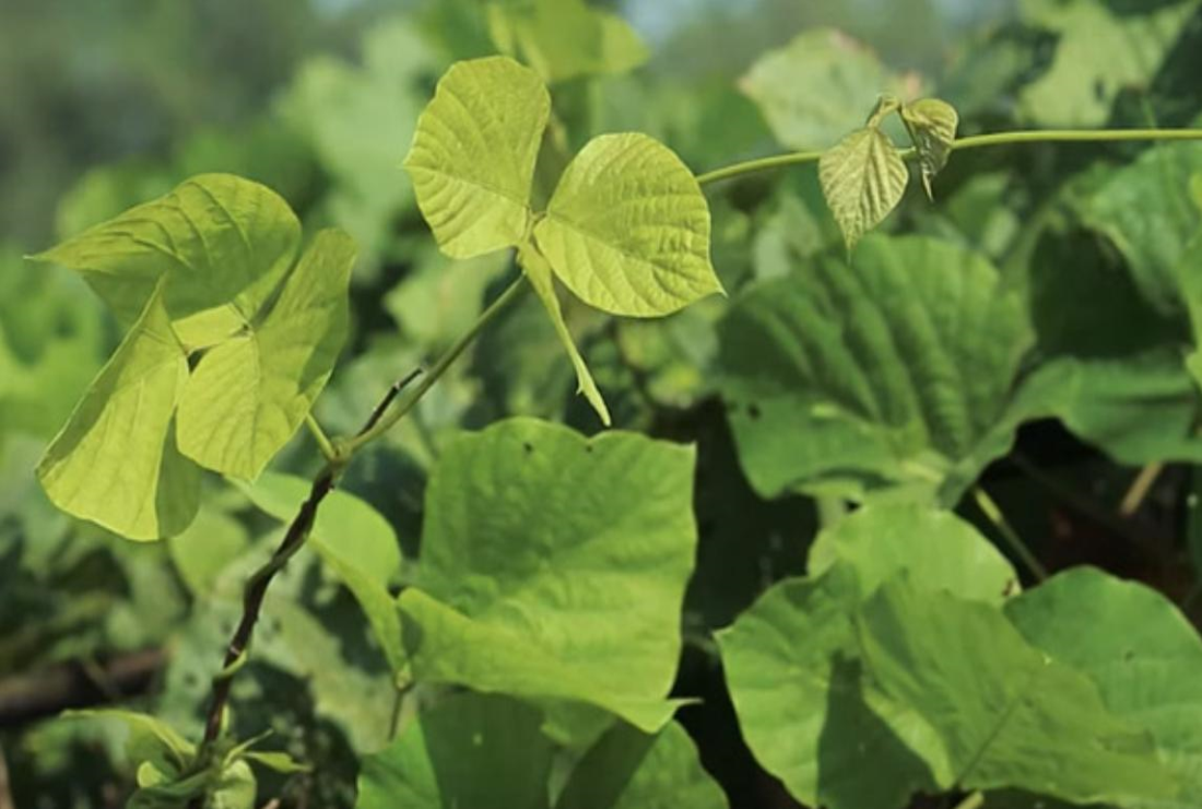 Sâm tố nữ