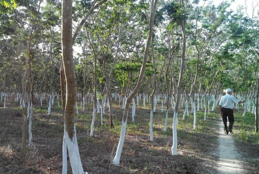 Tổng hợp hình ảnh cây sưa đỏ