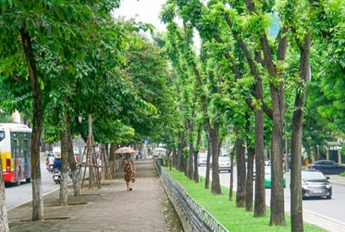 Tổng hợp hình ảnh cây sưa đỏ