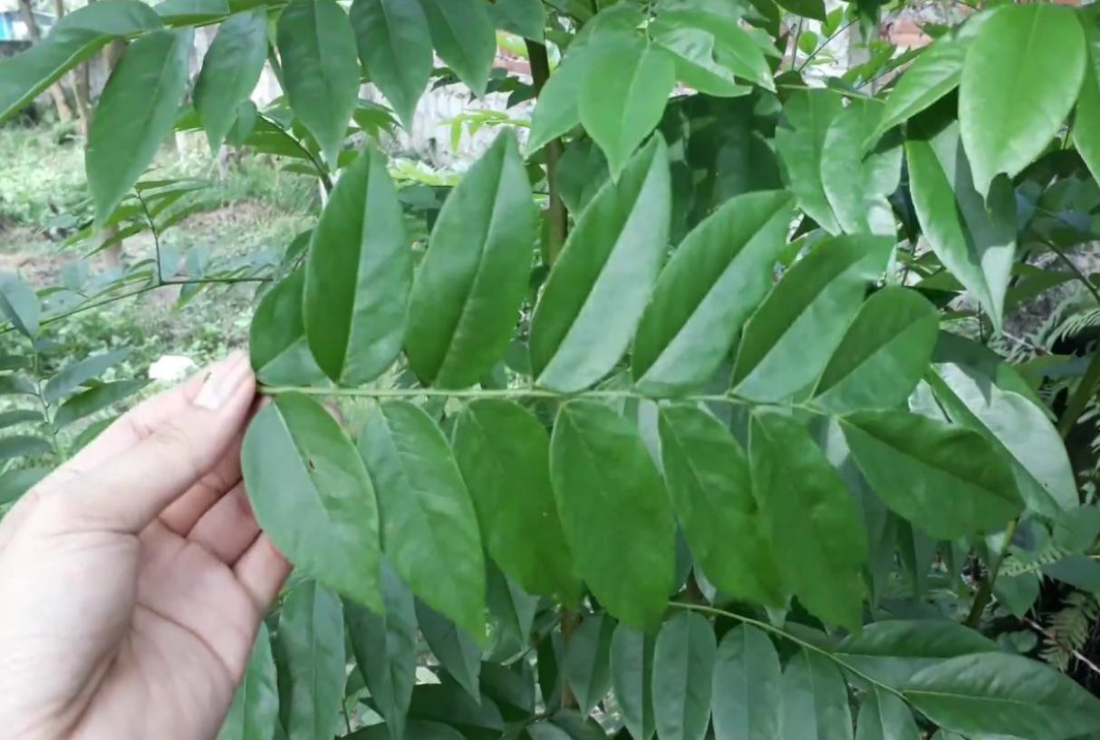 Tổng hợp hình ảnh cây sưa đỏ