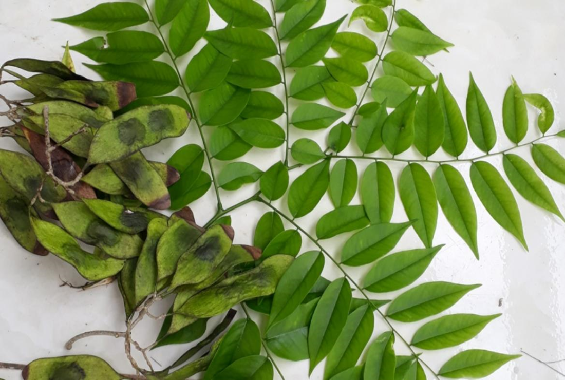 Tổng hợp hình ảnh cây sưa đỏ