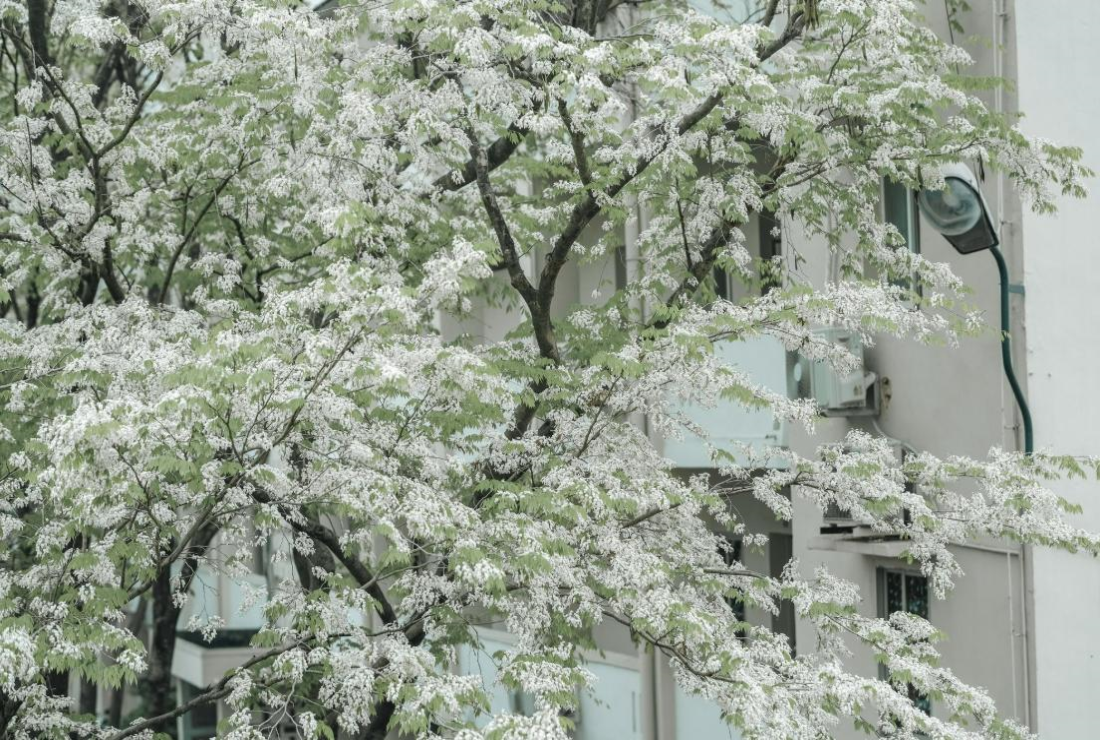 Bộ sưu tập hình ảnh cây sưa trắng