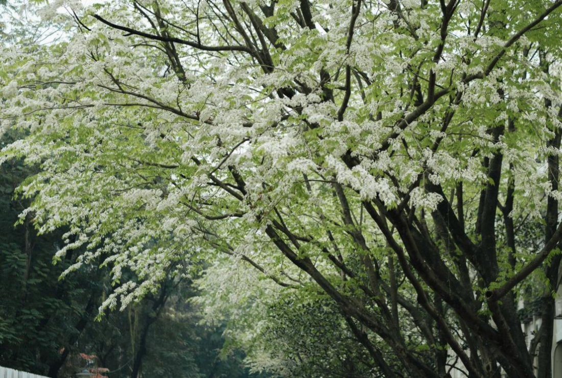 Bộ sưu tập hình ảnh cây sưa trắng
