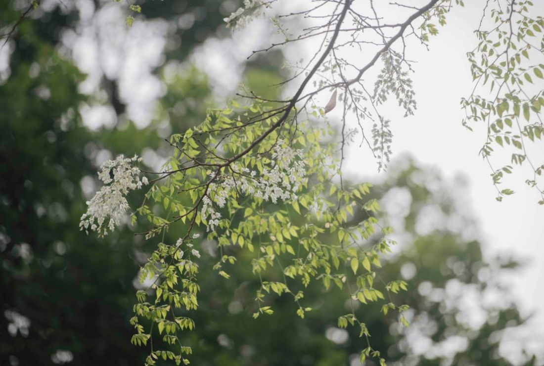 Bộ sưu tập hình ảnh cây sưa trắng
