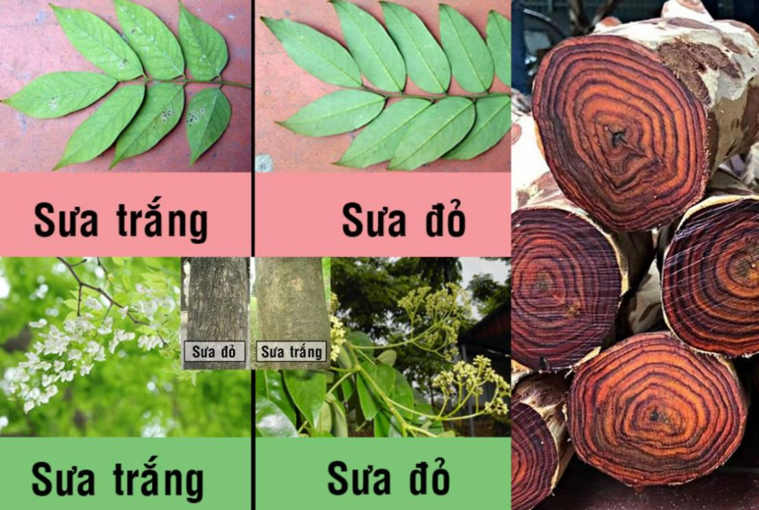 Tổng hợp hình ảnh cây sưa đỏ