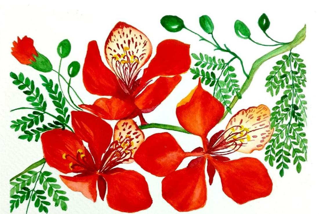 Tô Màu Hoa Phượng