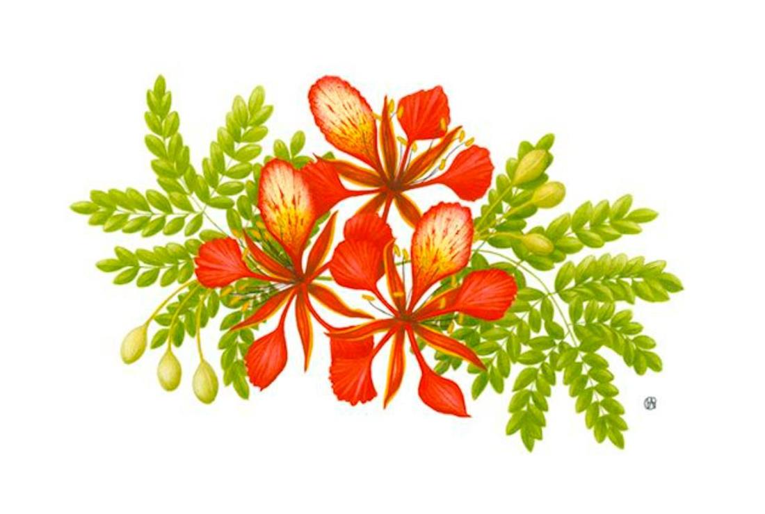 Tô Màu Hoa Phượng