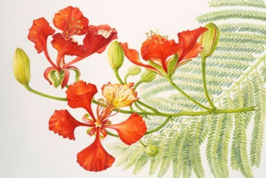 Tô Màu Hoa Phượng