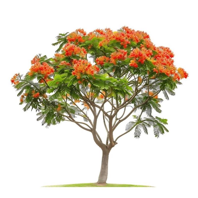Tranh Vẽ Cây Phượng