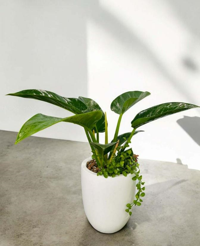 Bộ sưu tập hình ảnh cây trầu bà đế vương xanh