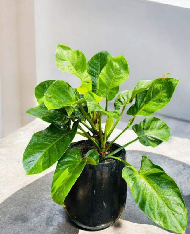 Bộ sưu tập hình ảnh cây trầu bà đế vương xanh