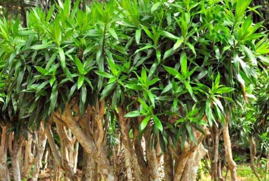 Album hình ảnh cây Trúc Bách Hợp biếc căng