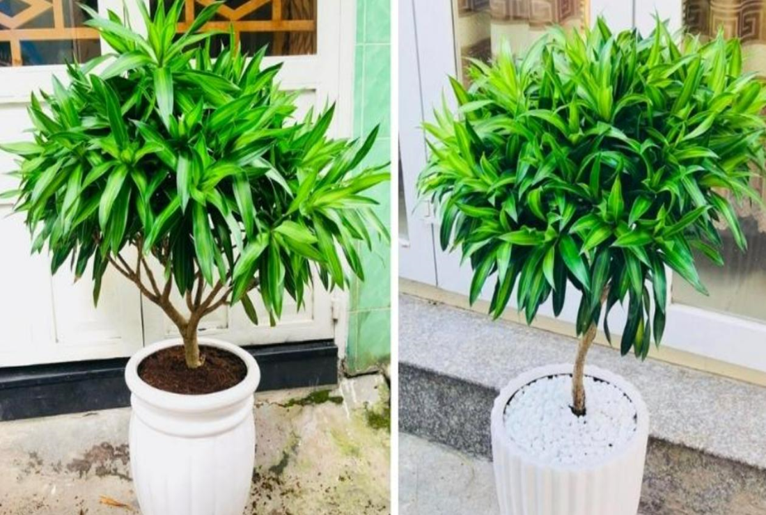Album hình ảnh cây Trúc Bách Hợp biếc căng