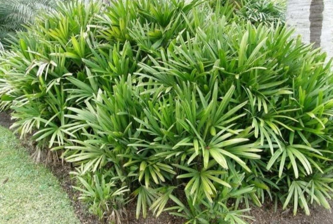 Tập hợp hình ảnh cây Trúc Mây đẹp
