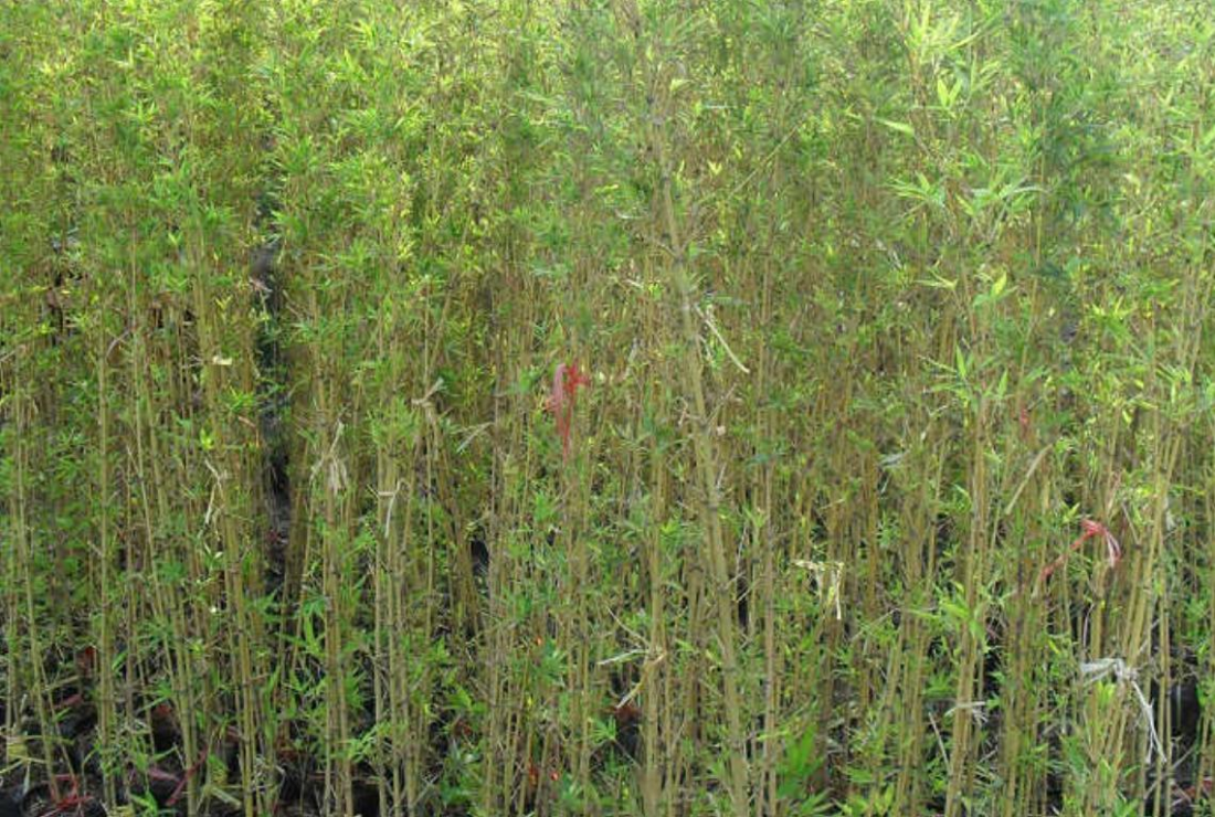 Khám phá hình ảnh cây Trúc Quân Tử xanh tươi