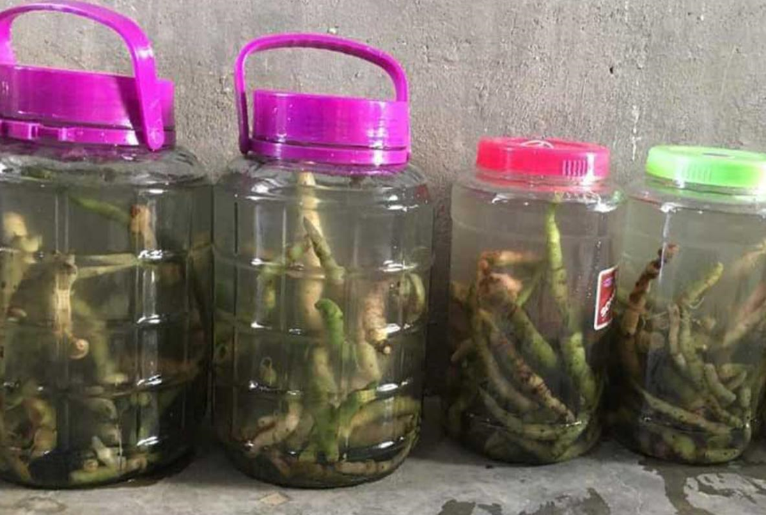 Cây tứn khửn