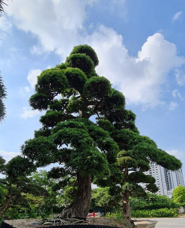 Bộ sưu tập hình ảnh cây tùng la hán độc đáo
