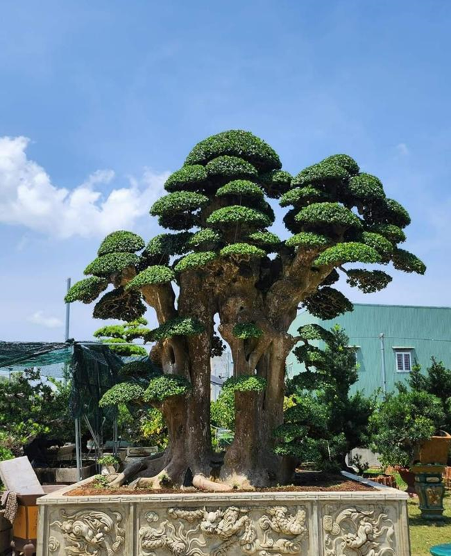 Bộ sưu tập hình ảnh cây tùng la hán độc đáo