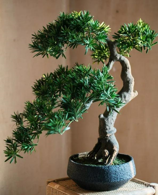 Bộ sưu tập hình ảnh cây tùng la hán độc đáo