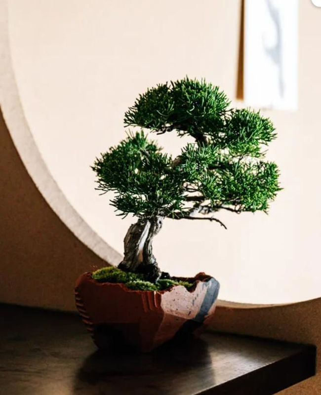 Bộ sưu tập hình ảnh cây tùng la hán độc đáo