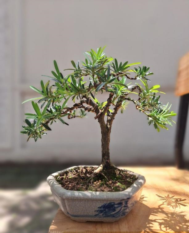 Bộ sưu tập hình ảnh cây tùng la hán độc đáo