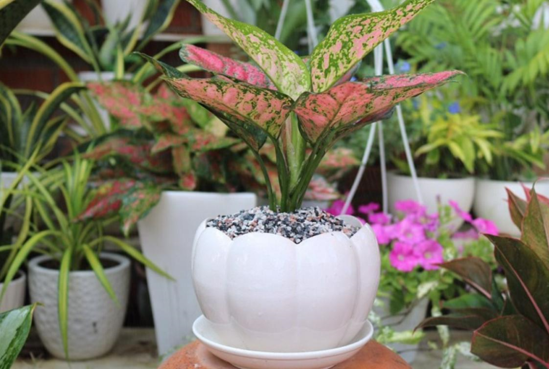 Ứng dụng và giá trị của cây vạn lộc