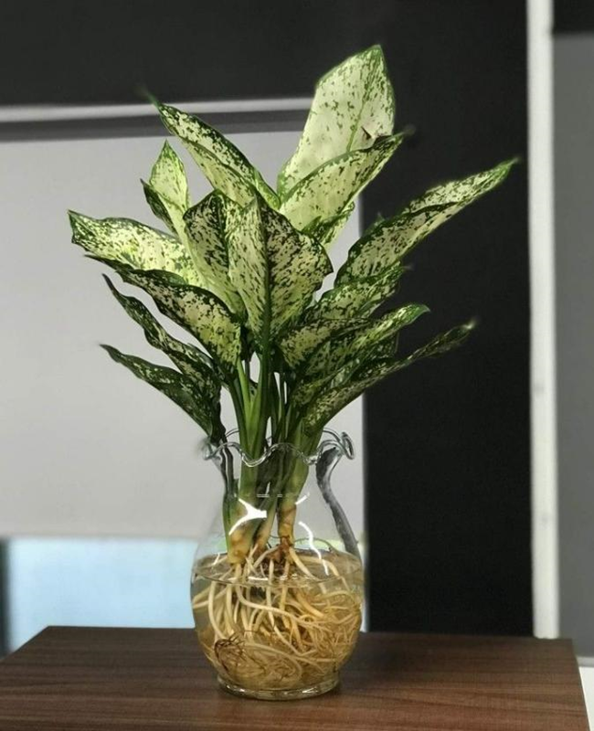 Tổng hợp hình ảnh cây vạn lộc xanh mướt
