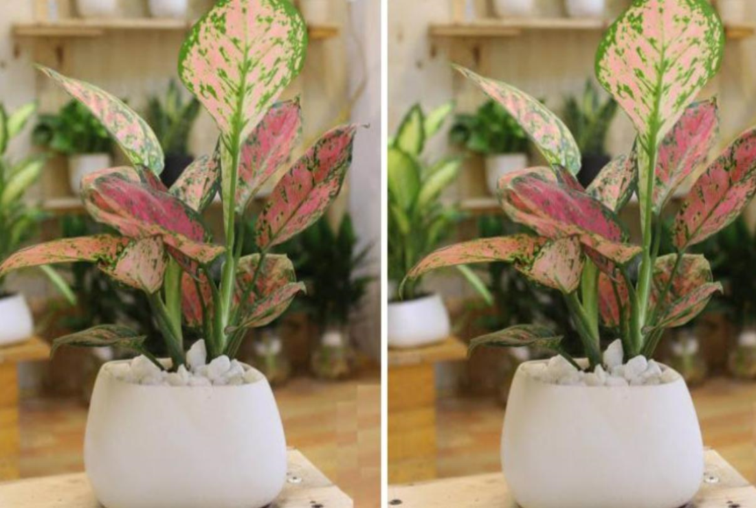 Bộ sưu tập hình ảnh cây vạn niên thanh