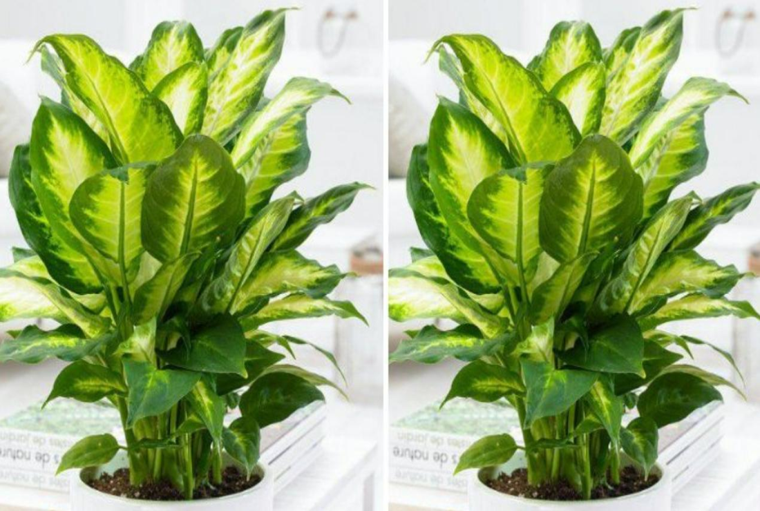 Bộ sưu tập hình ảnh cây vạn niên thanh