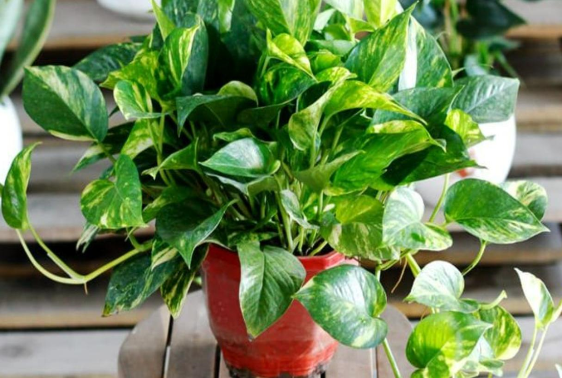 Bộ sưu tập hình ảnh cây vạn niên thanh
