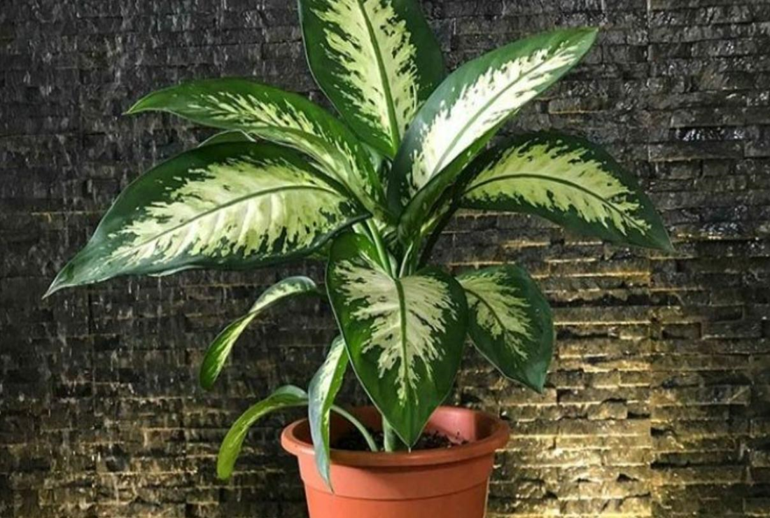 Bộ sưu tập hình ảnh cây vạn niên thanh
