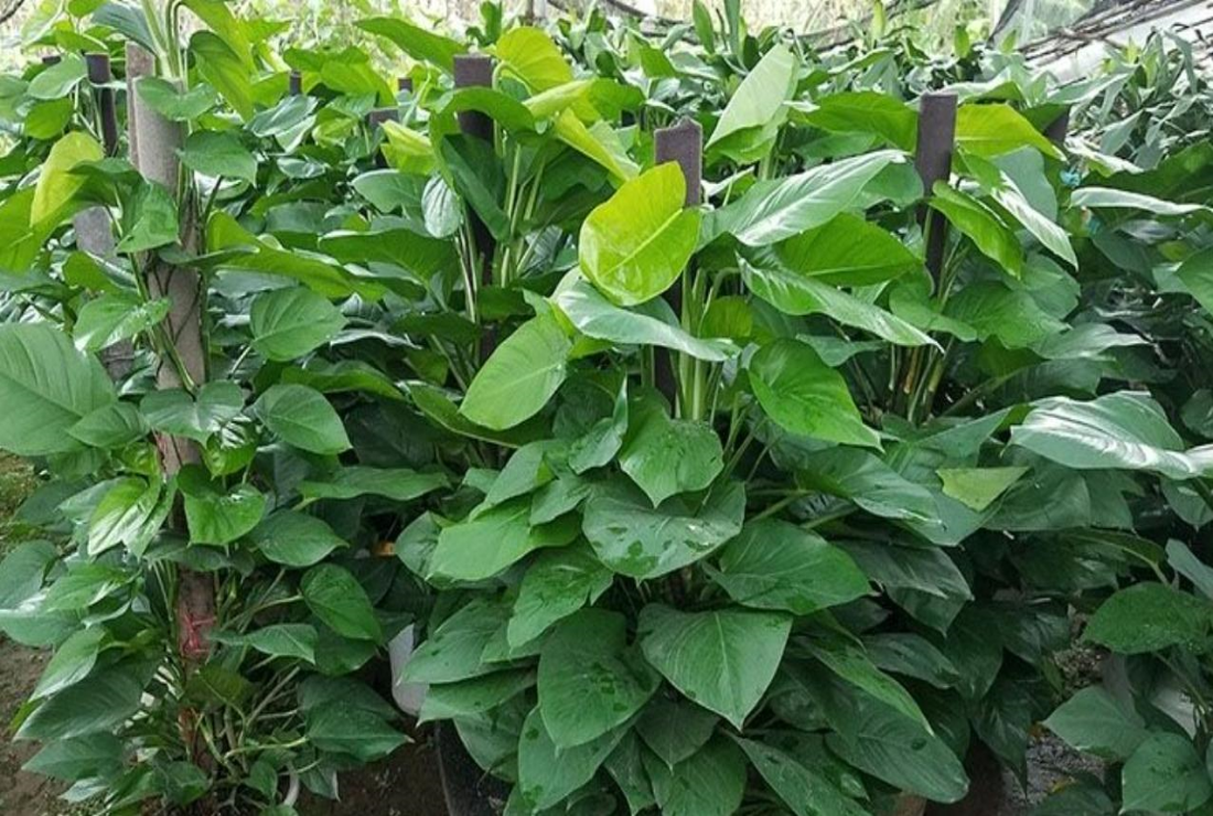 Bộ sưu tập hình ảnh cây vạn niên thanh