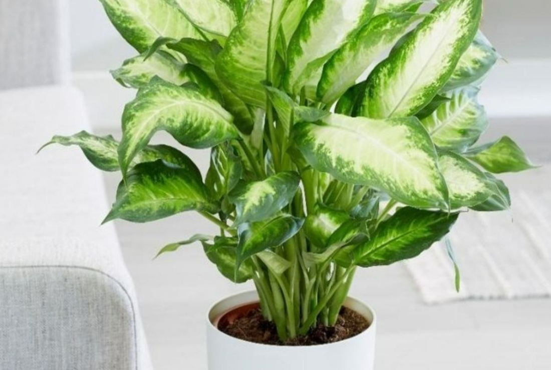 Bộ sưu tập hình ảnh cây vạn niên thanh