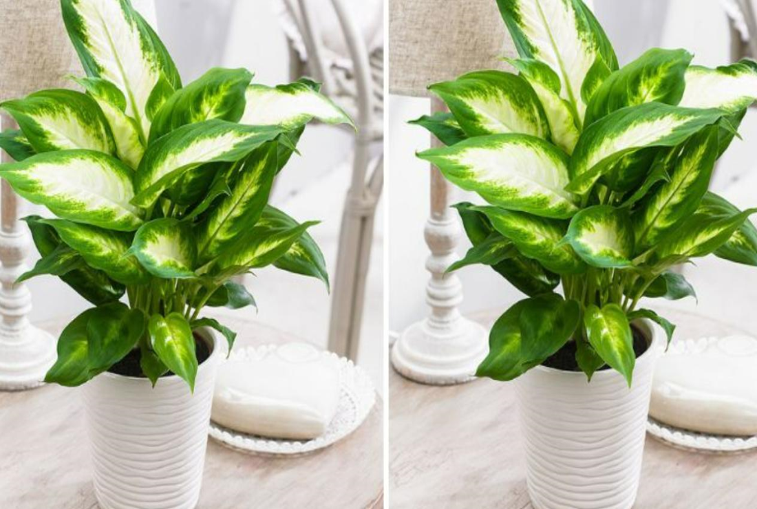 Bộ sưu tập hình ảnh cây vạn niên thanh
