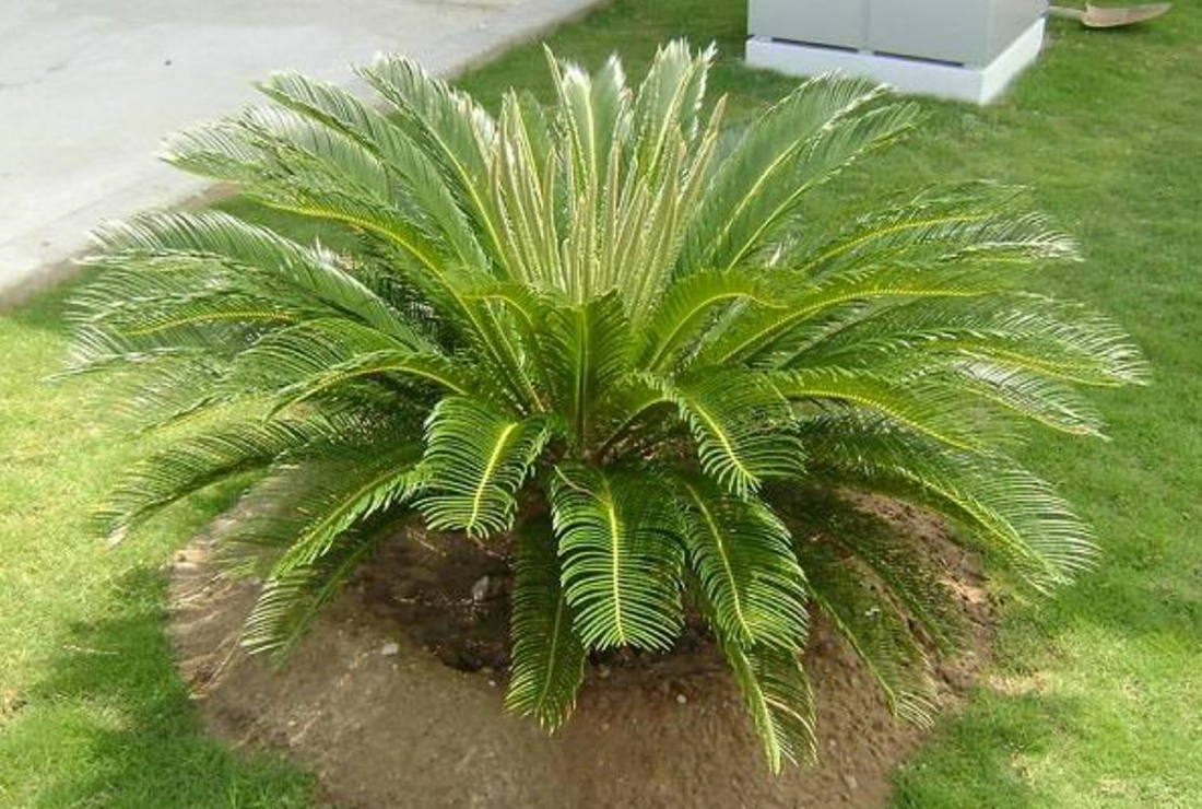 Bộ sưu tập ảnh cây vạn tuế đẹp