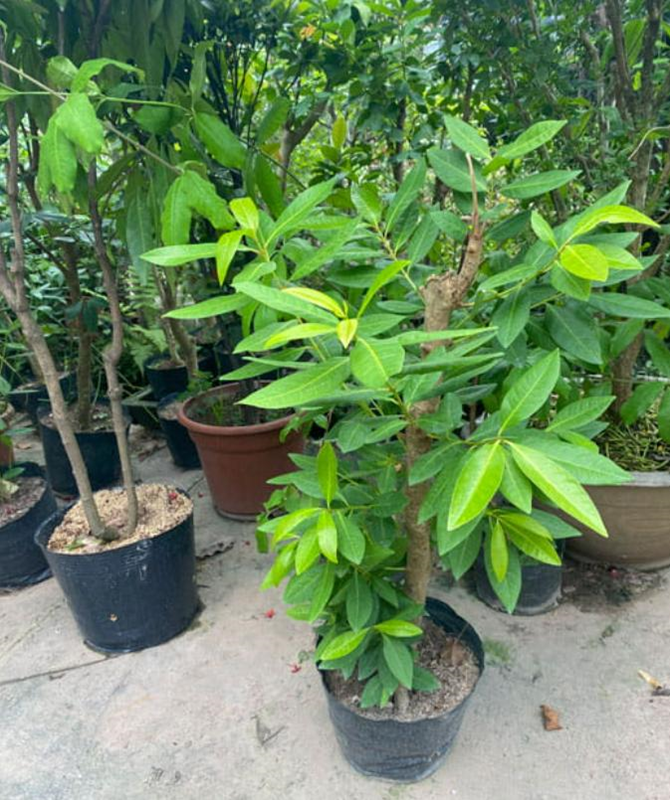 Bộ sưu tập hình ảnh cây vối nếp