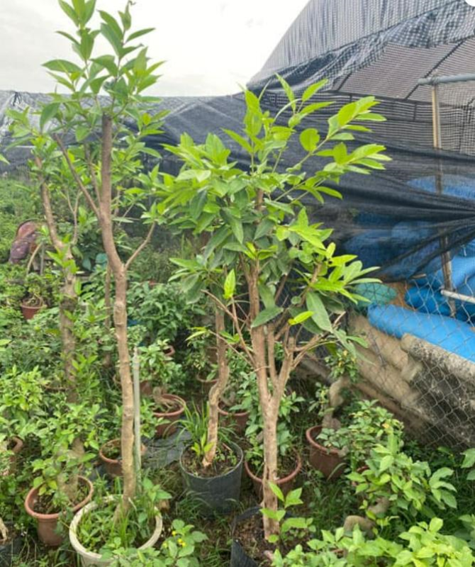 Bộ sưu tập hình ảnh cây vối nếp