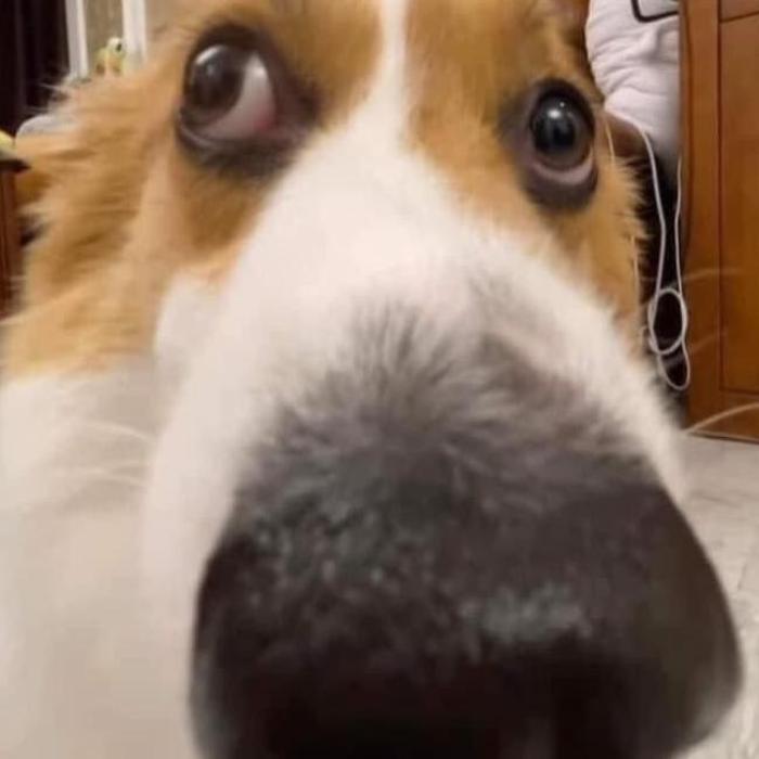 Hình ảnh chó ngu meme