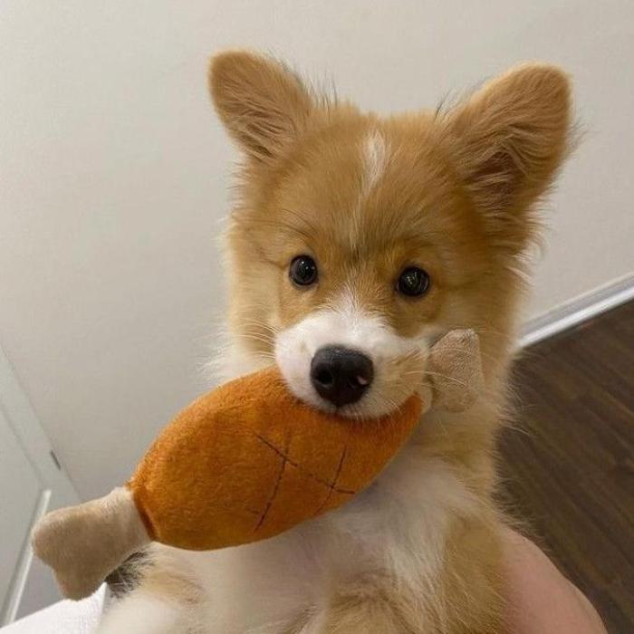 Hình ảnh chó mặt ngu cute