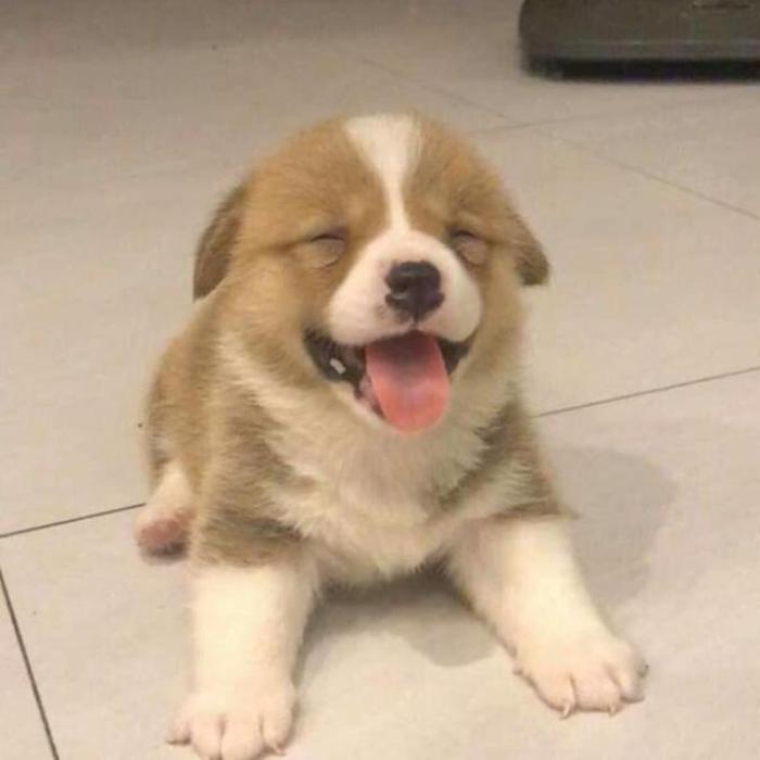 Hình ảnh chó mặt ngu cute