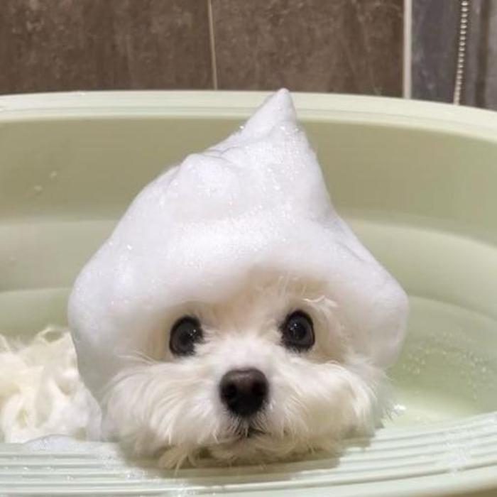 Hình ảnh chó mặt ngu cute