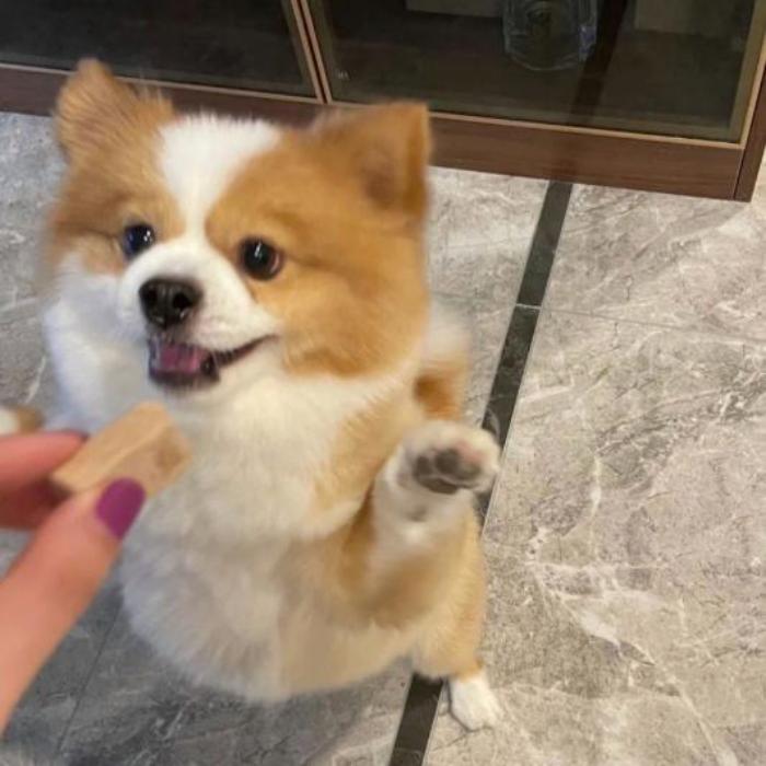 Hình ảnh chó mặt ngu cute