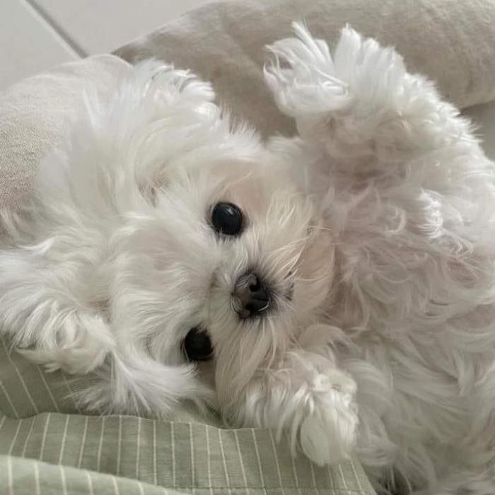 Hình ảnh chó mặt ngu cute